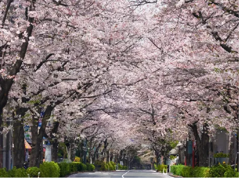 かむろ坂 桜の花が咲いた風景