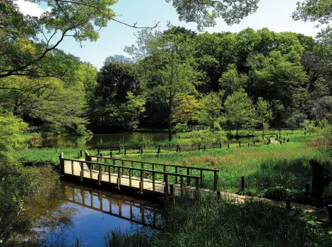 国立科学博物館附属 自然教育園 池や木々の様子
