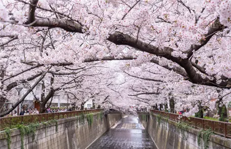 目黒川 桜の花が咲いた風景