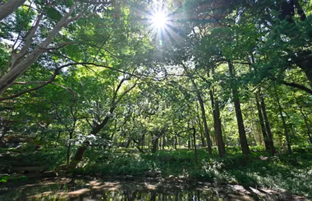 林試の森公園 木々の様子