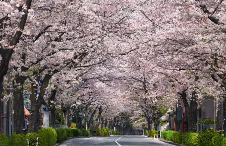 かむろ坂 桜の花が咲いた風景
