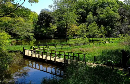 国立科学博物館附属 自然教育園 池や木々の様子