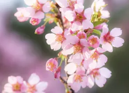 オカメザクラ 花の写真