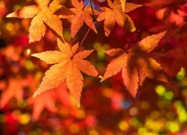 イロハモミジ 葉の写真