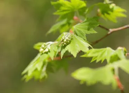 コハウチワカエデ 葉の写真