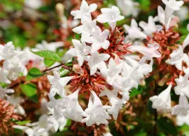 アベリアカレイドスコープ 花の写真