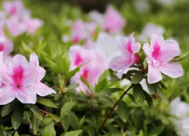 ヒラドツツジ 花の写真