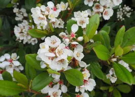 シャリンバイ 花の写真