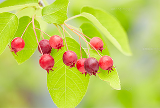 ジューンベリー