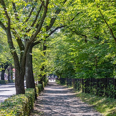 玉川上水緑道