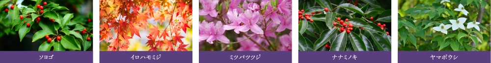 植栽参考写真