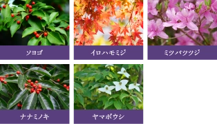 植栽参考写真