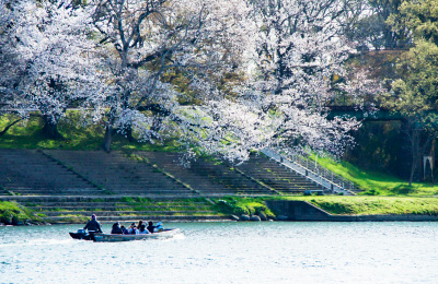 乙川の桜