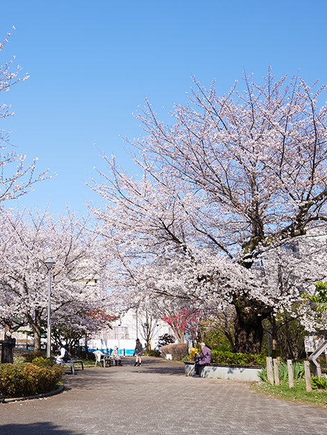 富久さくら公園（徒歩2分／約100m）