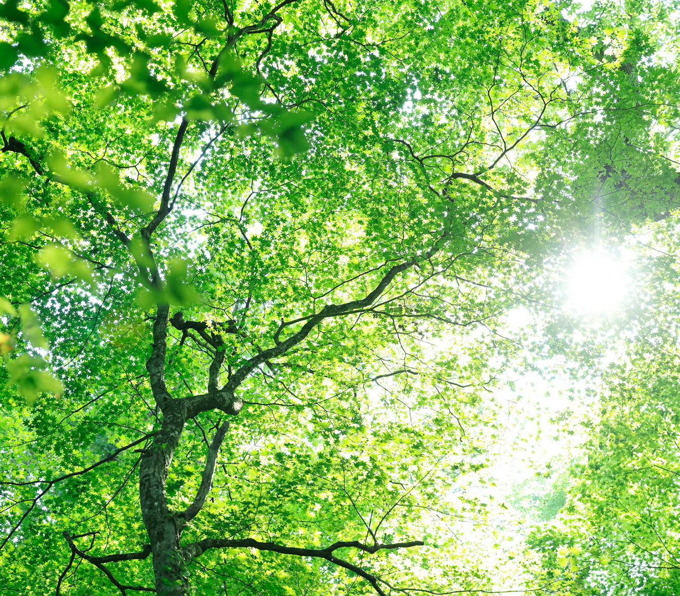 木々のイメージ