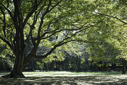 リンク背景画像：砧公園（徒歩7分/約530m）
