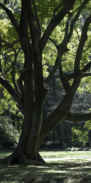 リンク背景画像：砧公園（徒歩7分/約530m）