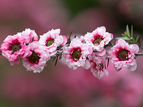 ギョリュウバイ