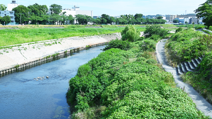鶴見川（徒歩4分／約260m）