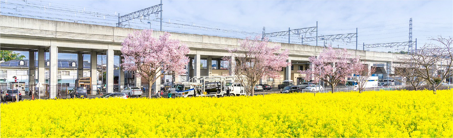 菜の花畑