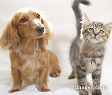 ペット飼育要相談