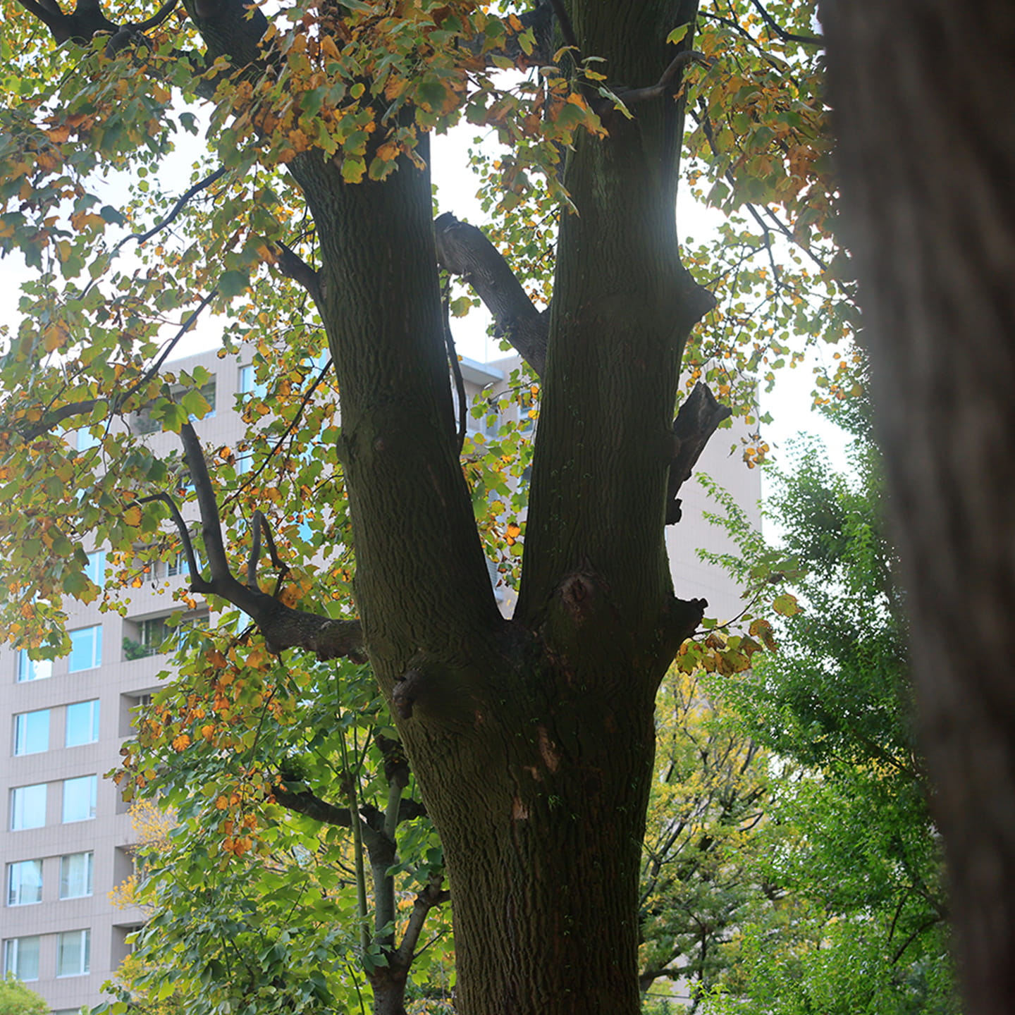 東郷元帥記念公園／徒歩7分・約510m