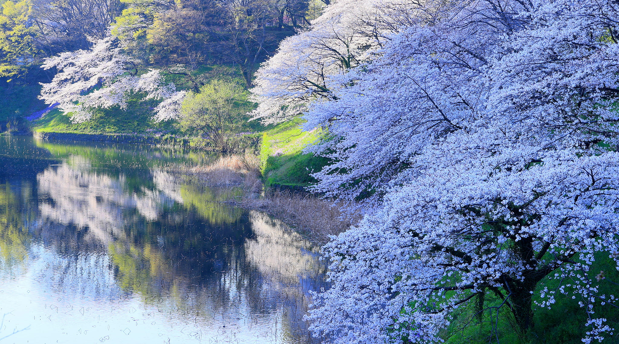 千鳥ヶ淵／徒歩6分・約440m