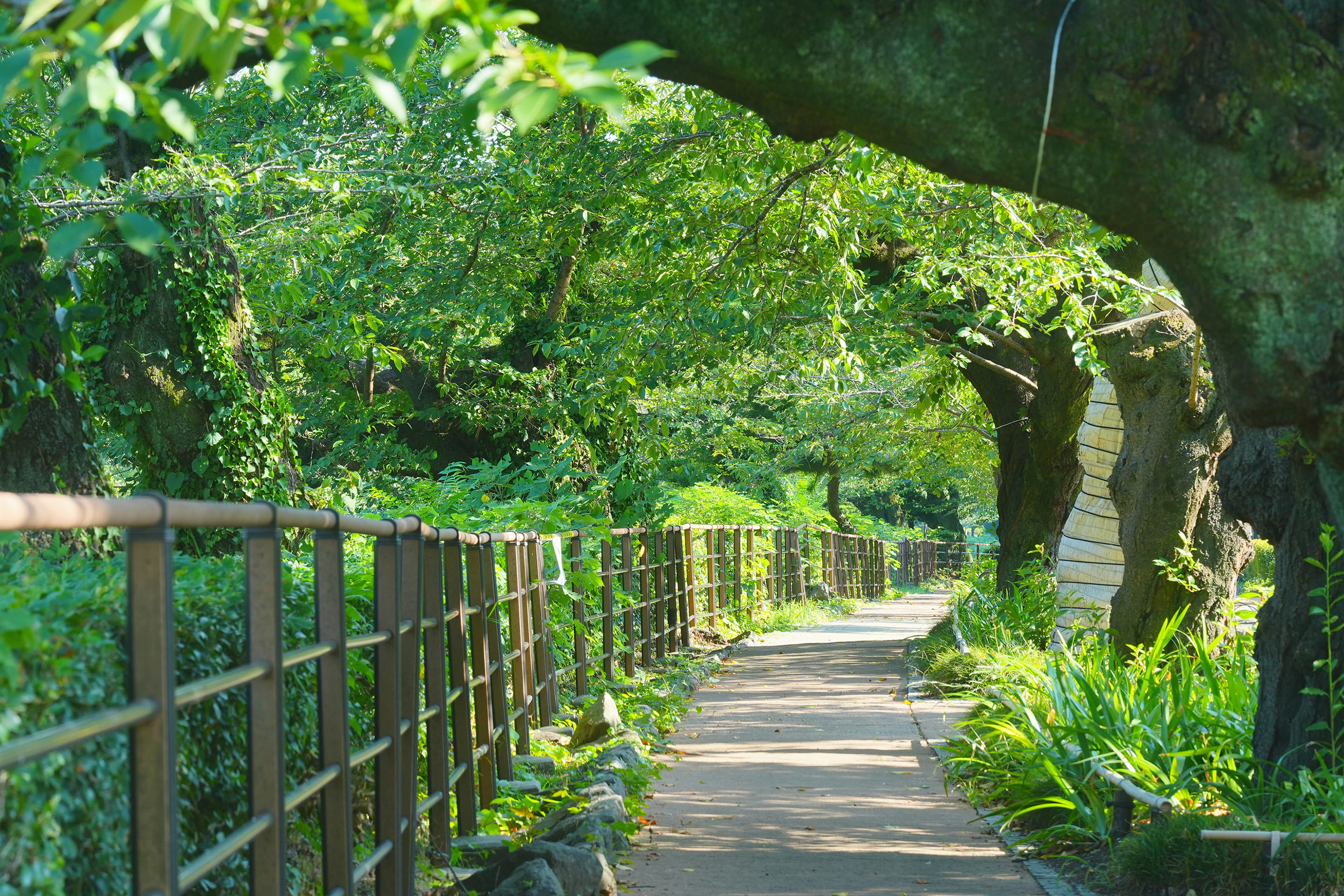 千鳥ヶ淵緑道／徒歩6分・約440m